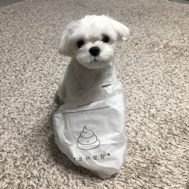  반려견과 반려인을 위한 가을이네 펫티켓 배변봉투