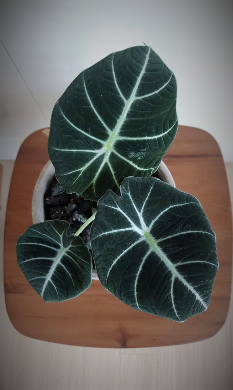  알로카시아 블랙벨벳(Alocasia reginula)