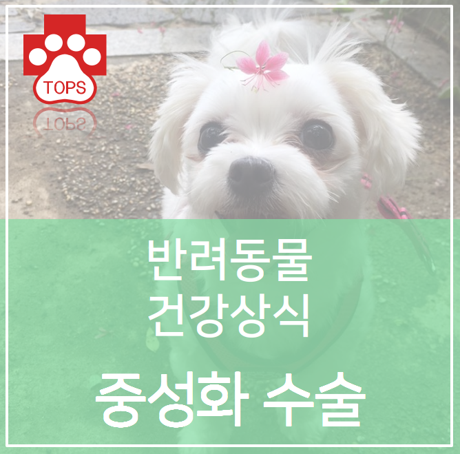  [대구 동물병원 탑스 동물 메디컬센터, 반려동물 건강 Tip] 중성화 수술. 왜 해야 할까요?