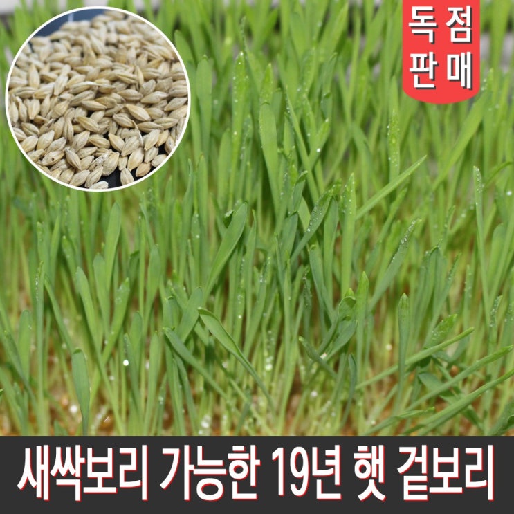  [쇼킹특가] 전남 장흥남외정미소 새싹보리 가능한 19년 햇 겉보리쌀 보리씨앗 5kg 10kg 1개 확인해보세요~