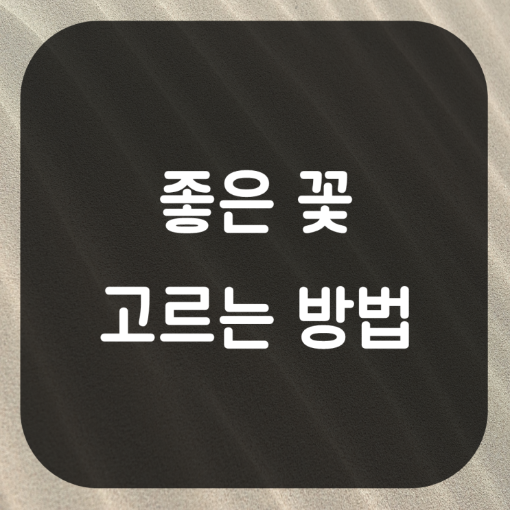  좋은 꽃 예쁜 꽃 고르기. 꽃선물 추천 싱싱한 꽃 고르는 방법 꽃집추천 기념일 선물 고르기 꿀팁