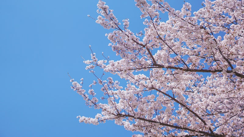 초고화질 컴퓨터 | 봄 배경화면 | 벚꽃 그리고 봄꽃 : 네이버 블로그