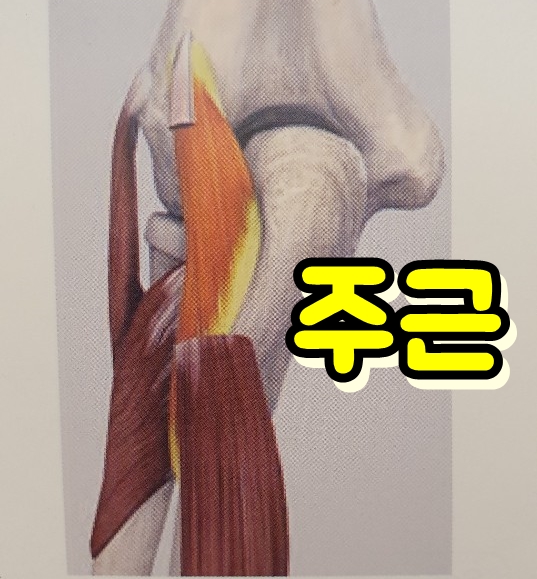  주근 Anconeus Anc 위치 및 통증