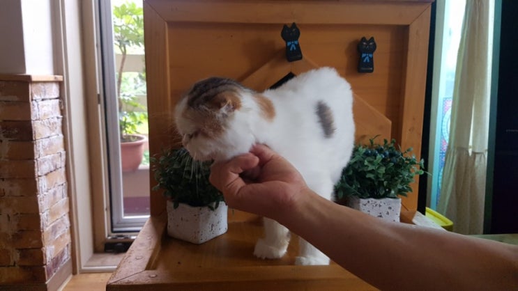  우리집 고양이: 코코