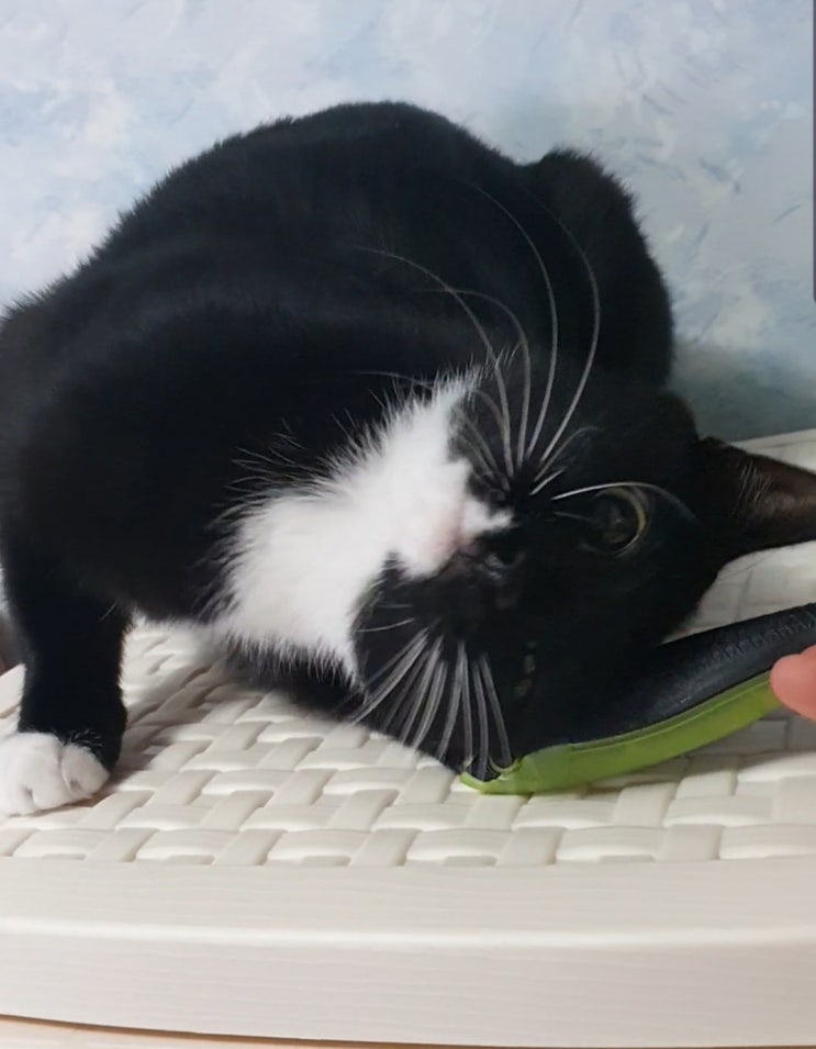 뿌잉이 고양이 생선 장난감~ 뿌잉이 고양이 생선 장난감~