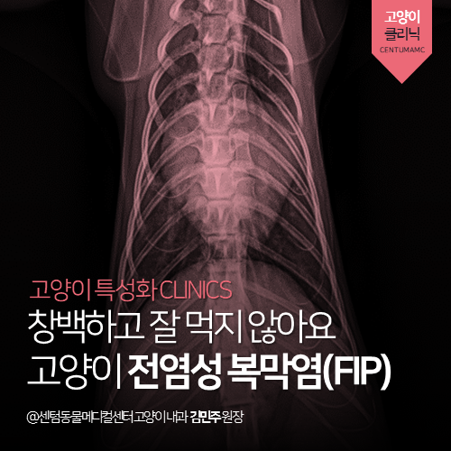  [고양이내과] 고양이 전염성 복막염 (FIP) - 창백하고 잘 먹지 않아요 (부산 남구 용호동 감만동 문현동 고양이 동물병원, FIP)