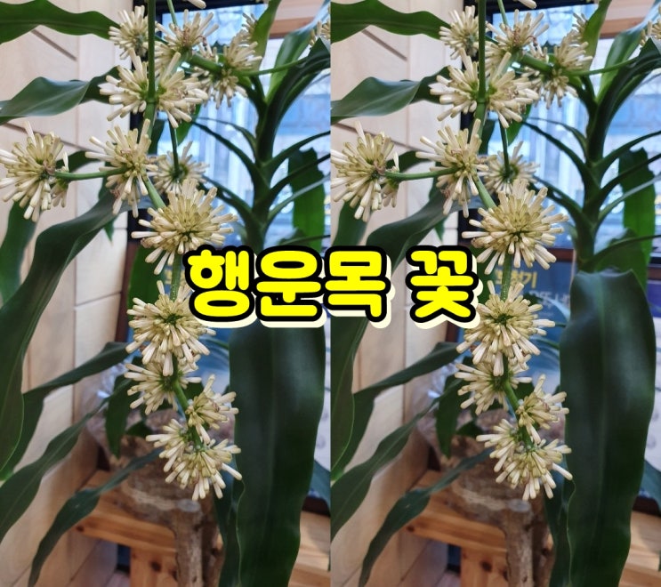  행운목 꽃 키우는법, 물주기