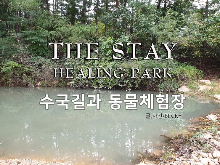  가평 기억의 사원 숙박 후 힐링파크 수국 정원 알파카와 앵무 체험장 다녀왔어요