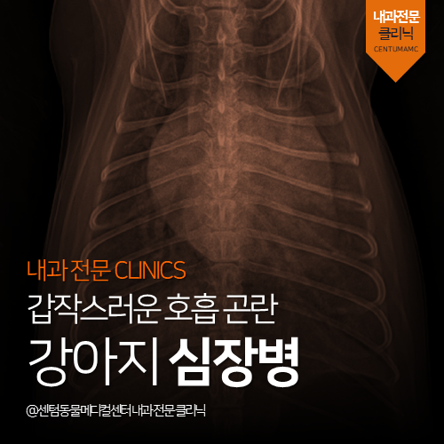  [내과] 강아지 심장병 - 갑작스러운 호흡 곤란 (부산 연제구 거제동 연산동 노령견 심장 전문 동물병원)