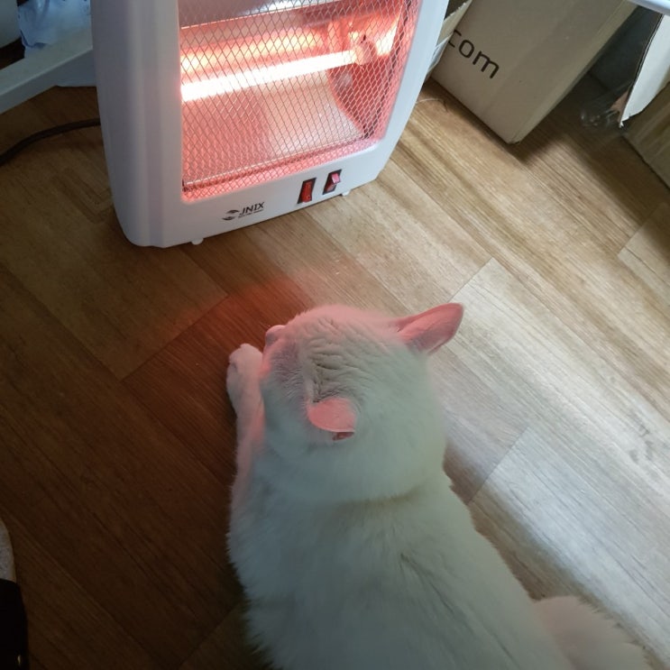  새끼고양이, 노묘 등 나이별로 필요한 사료란!?
