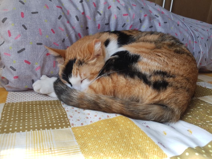  우리집 고양이: 눈탱이