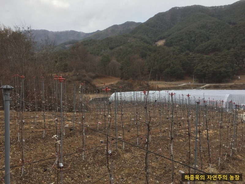 유기농사과재배 / 원형가지유인기 설치
