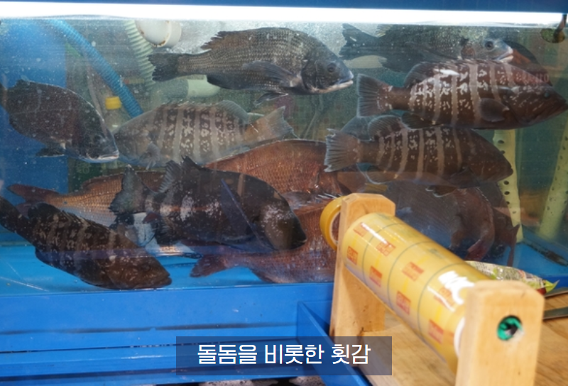 노량진 수산시장 횟집, 돌돔(줄돔) 회 가격은 얼마!? : 네이버 블로그