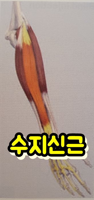  수지신근 통증 및 위치 Extensor digitorum ED