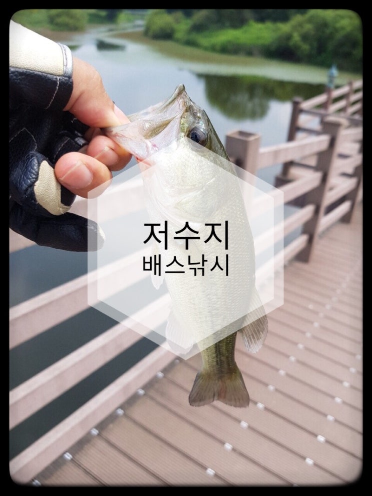  [충북]저수지 배스낚시~!!큰수술?!