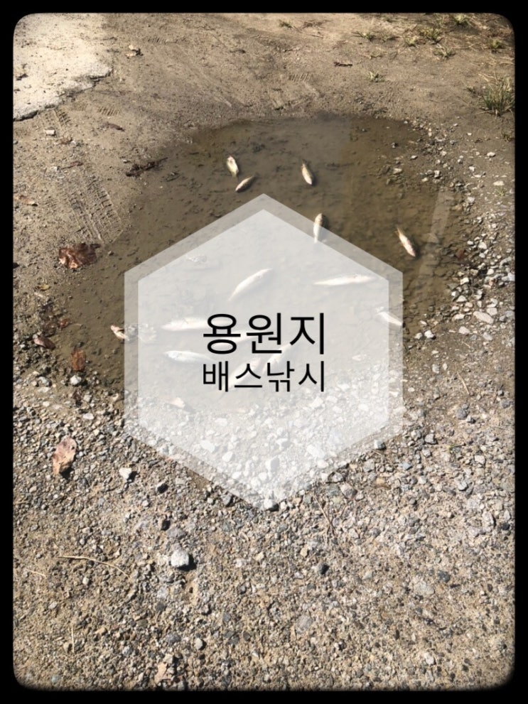  [충북]배스낚시~!ㅡ진짜 이건아니다...인성쑤레기들..