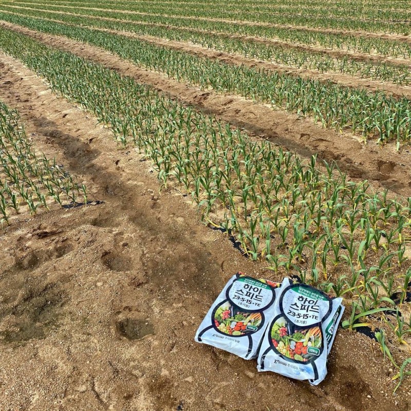 우주상사 마늘밭 시험재배 포장, 마늘 웃거름 살포 : 네이버 블로그