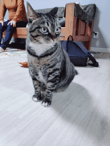  먼지없는 응고력 우수한 고양이 모래 추천 (thanks to 아레)