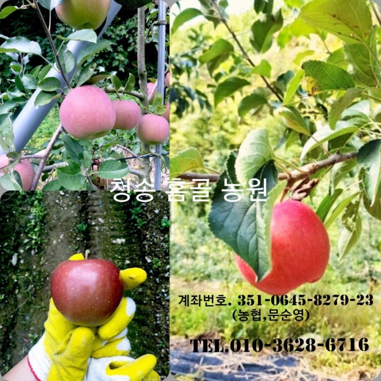  로켓프레시 특가할인 : 청송사과 1box 10kg중소 ; 식품
