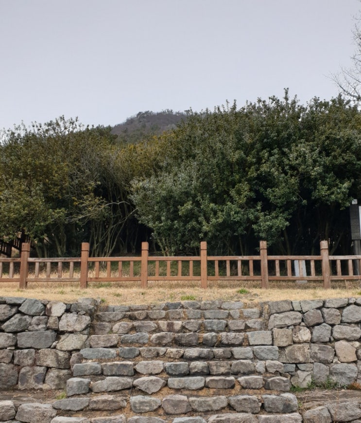 부안 가볼만한곳, 부안 도청리 호랑가시나무 군락(천연기념물 제122호)