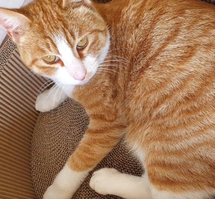  고양이 놀이터!  기분좋을때  스크래처 하네요