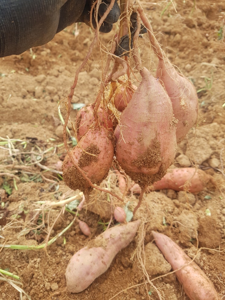  우리 고구마밭을 소개합니다 영농조합법인고향 내포천애 베로니카고구마