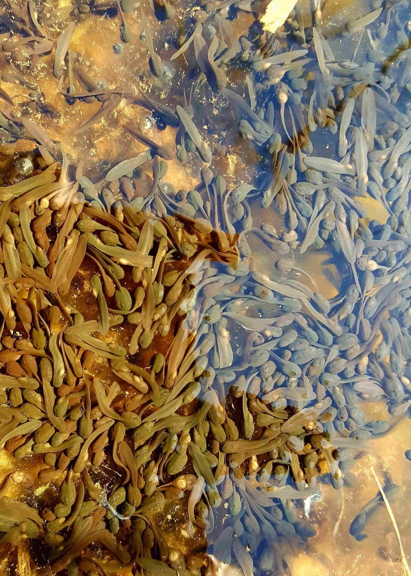 눈에 띄는 색상의 생생한 검은 색과 빨간색 개구리는 투명한 배경에 뒷다리에 뒷받침되는 독특한 표시, 검은 색과 빨간색 개구리, 활기찬  개구리, 열대 개구리 PNG 일러스트 및 이미지 에 대한 무료 다운로드 - Pngtree, image size:800x1120