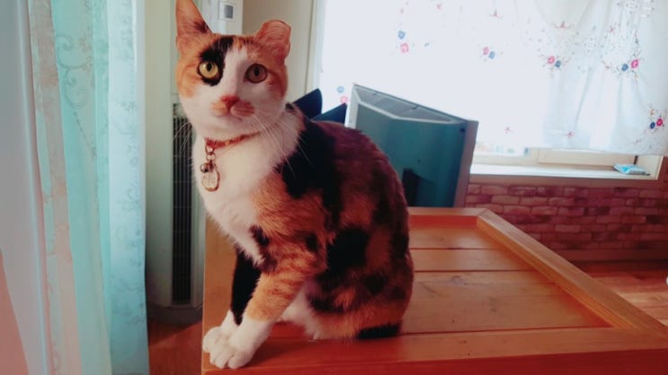 우리집 고양이: 눈탱이