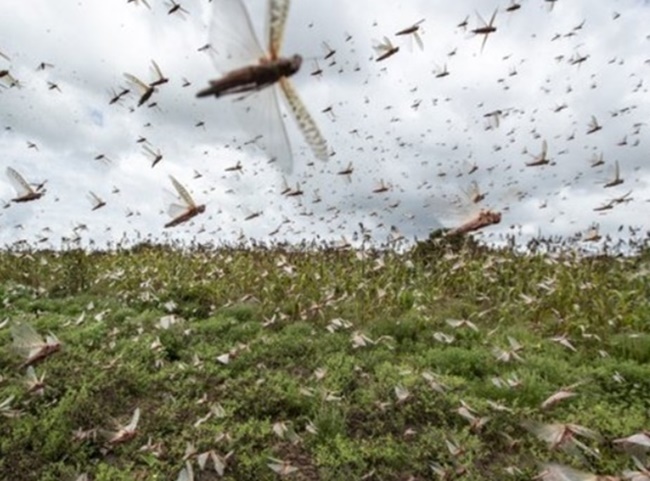 중국, 이번엔 4000억마리 ‘메뚜기’떼 몰려와 공포, 긴급 ‘오리부대’ 모으고 있다