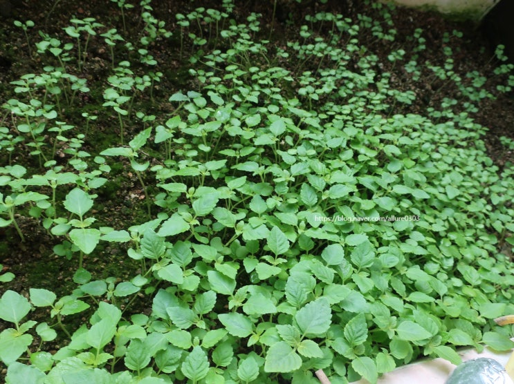  베란다 깻잎 근황 ㅎㅎ