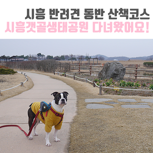 [보보일기/반려견동반] 시흥갯골생태공원 강아지 산책코스 다녀왔어요!