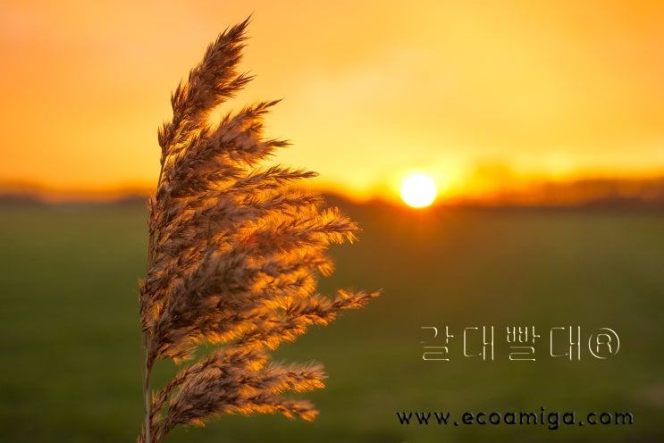  갈대빨대
