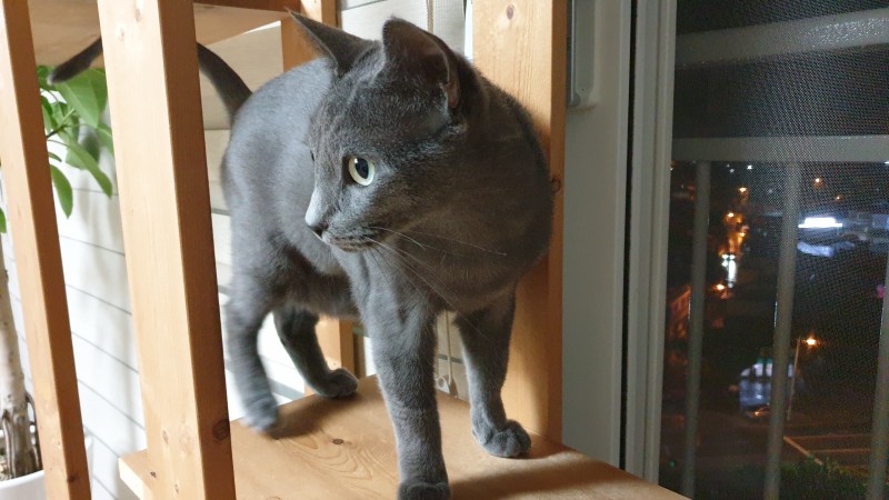 고양이 종류 샴 러시안블루 특징 가격 크기 질병 : 네이버 블로그