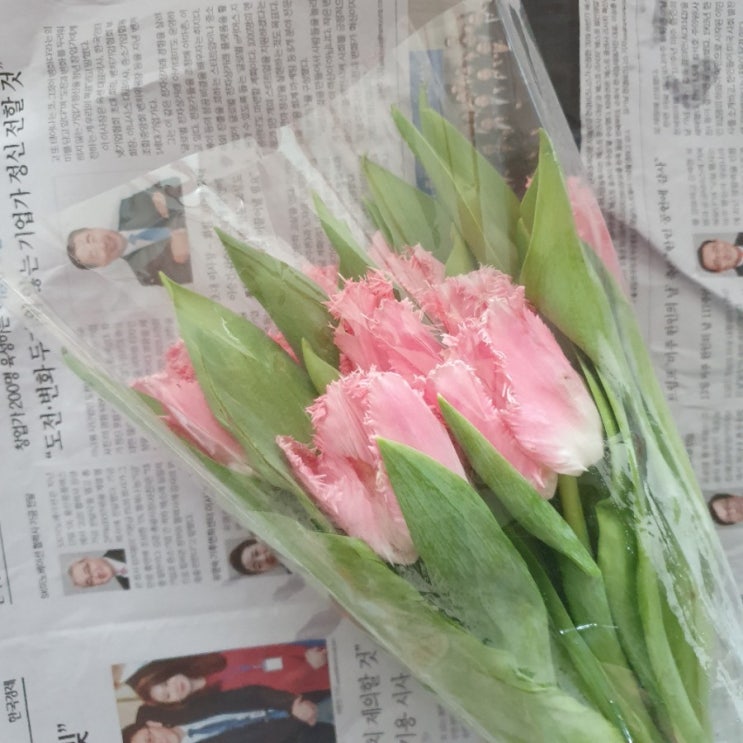  봄꽃시장 힐링타임: 튤립이 시즌