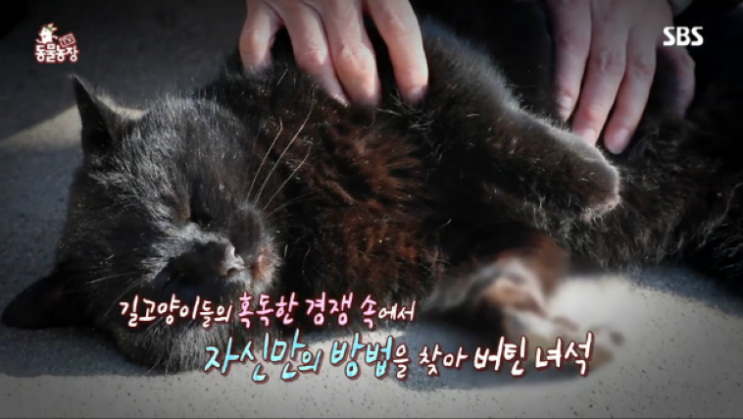  '뻔냥이 보석이의 애틋한 속 사정'/SBS TV동물농장/박순석 원장/탑스 동물 메디컬센터/대구 동물병원/달서구 상인동