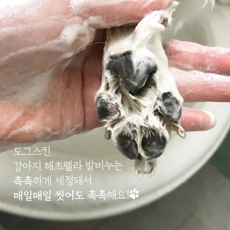  강아지 산책후 발비누는 촉촉한 해초렐라 발비누 !