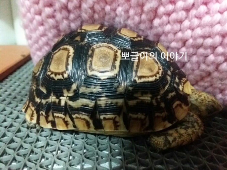  육지거북 어니의 감기 동물병원일지3