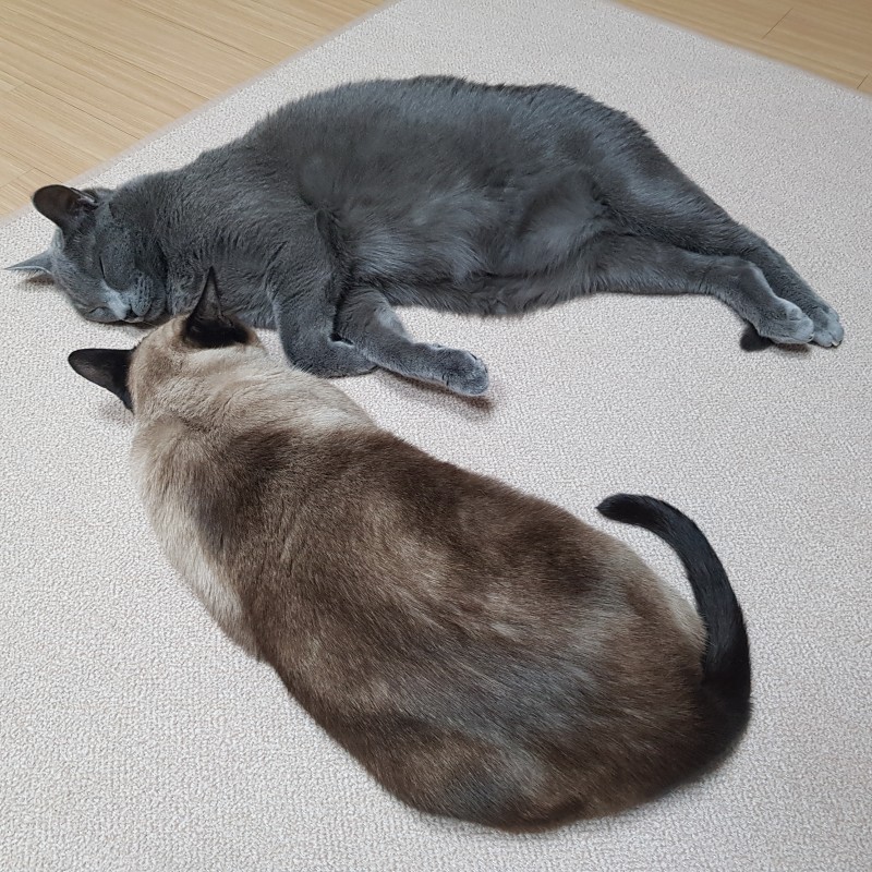 고양이 종류 샴 러시안블루 특징 가격 크기 질병 : 네이버 블로그