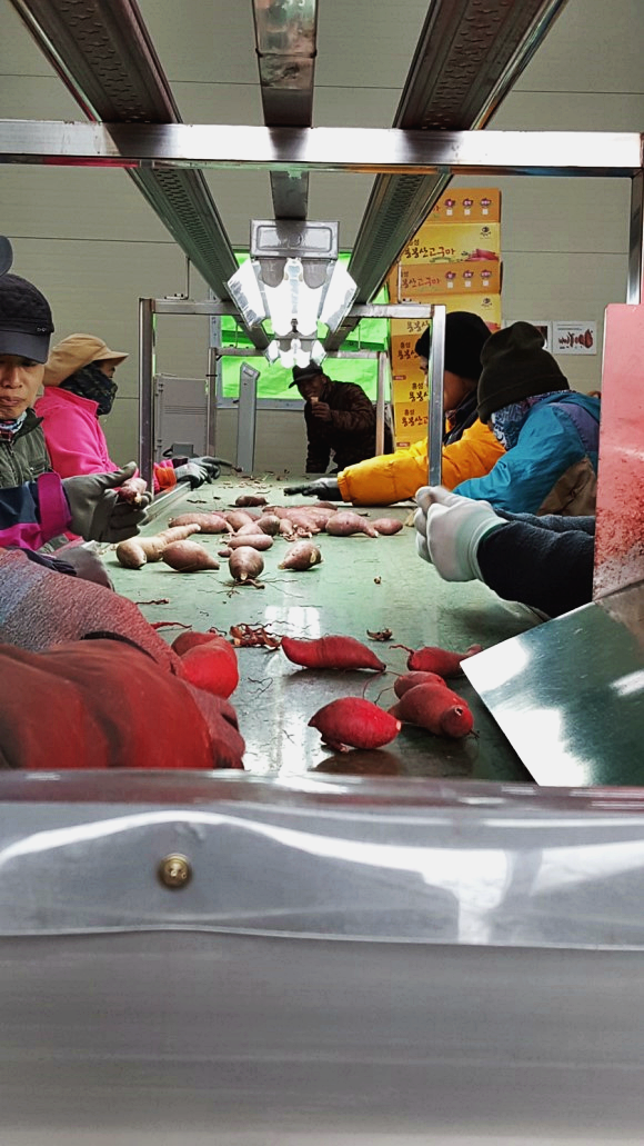  우리 고구마 세척기를 소개합니다 고향 영농조합법인 꿀청 고구마