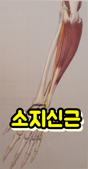  Extensor digiti minimi(소지신근)