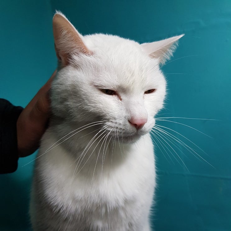  건강을 위한 고양이 다이어트에 대해서!