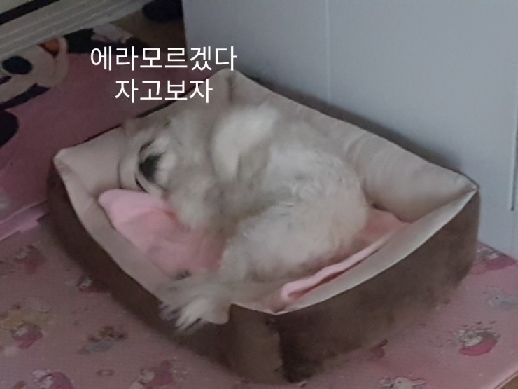  유기견 뚱이 4컷이야기 #3