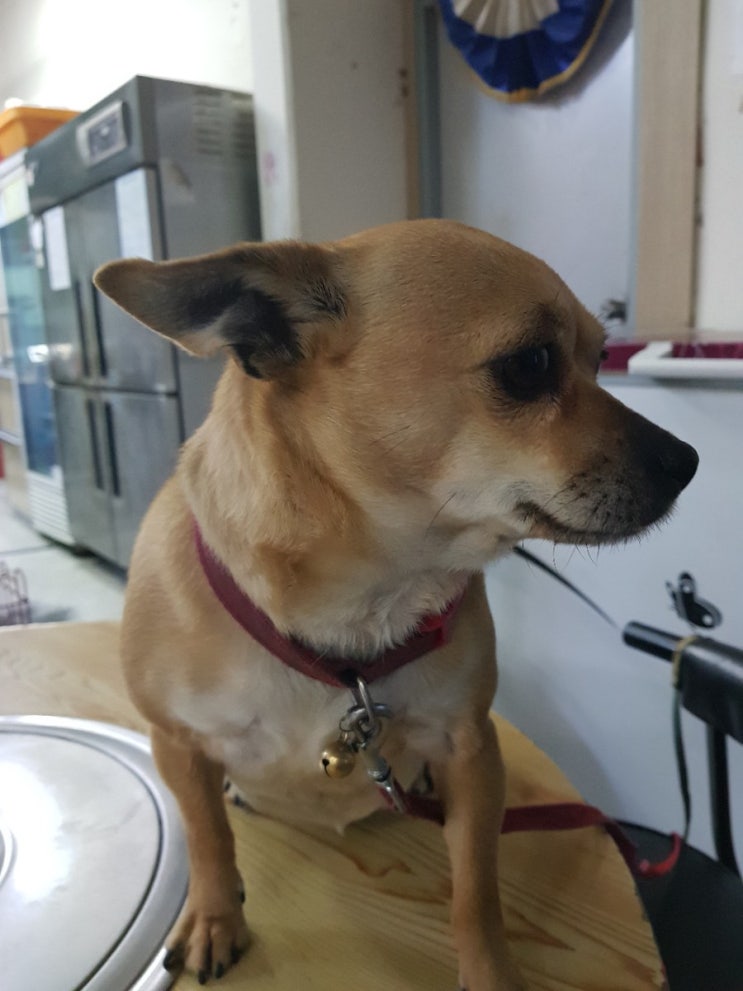  끝내주는 속초 대게 맛집