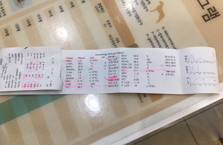 랙돌캐터리)고양이 혈액검사 해석 랙돌캐터리)고양이 혈액검사 해석