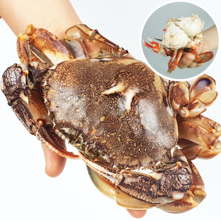 (장군수산) 황게1kg_손질황게600g_소라게발1kg_딱새우kg_선택구매, 1박스, 01. 제주 황게 1kg 추천해요 (장군수산) 황게1kg_손질황게600g_소라게발1kg_딱새우kg_선택구매, 1박스, 01. 제주 황게 1kg 추천해요