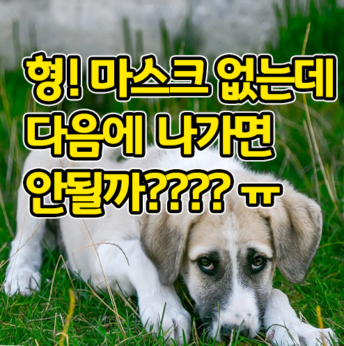  홍콩 강아지 코로나 감염? 이제 댕댕이들도 마스크를 써야할판.