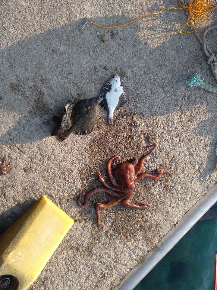 인구항 내항 루어낚시 조행기 + 에기없이 문어 잡는법 인구항 내항 루어낚시 조행기 + 에기없이 문어 잡는법