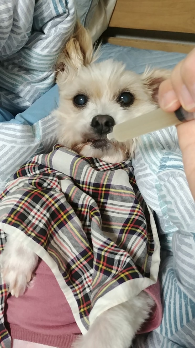  물도 먹여야하고.. 밥은 아직 잘 먹는편(그래야함)