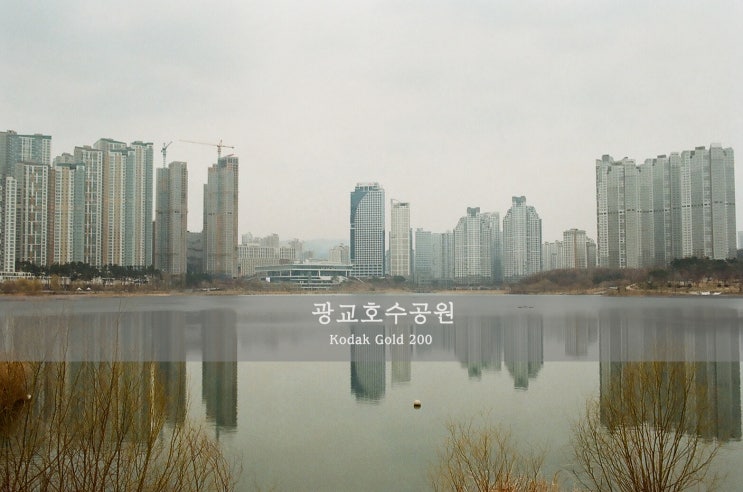  광교호수공원 / 코닥 골드200 (Kodak gold 200) / 니콘 FM2 (Nikon FM2)