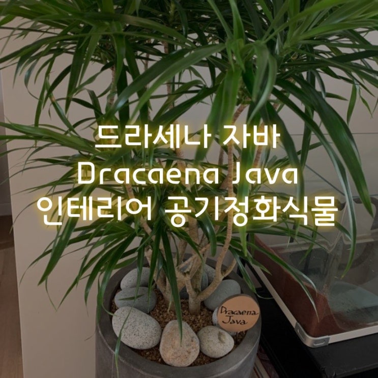  아파트 인테리어 공기청정식물 추천! 드라세나 자바(Dracaena Java)를 소개합니다.